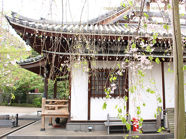 20180409枝垂桜お寺3.jpg