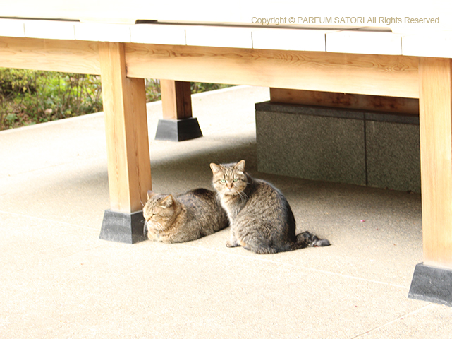 20180409枝垂桜お寺4.jpg