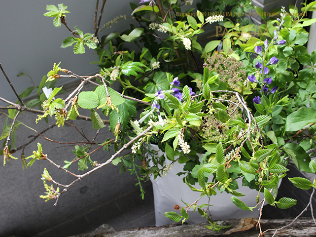 Mizunara－ミズナラーパルファンサトリ新作香水展示会開催中