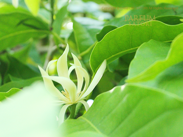 レア  ギンコウボク  Michelia alba DC 白蘭花  白玉蘭