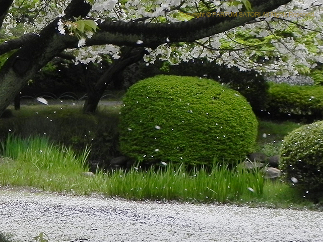 今年のさくら