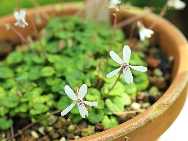 オリヅルスミレ、Viola stoloniflora マンジュリカ、Viola mandshurica