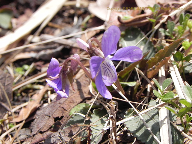 オリヅルスミレ、Viola stoloniflora マンジュリカ、Viola mandshurica