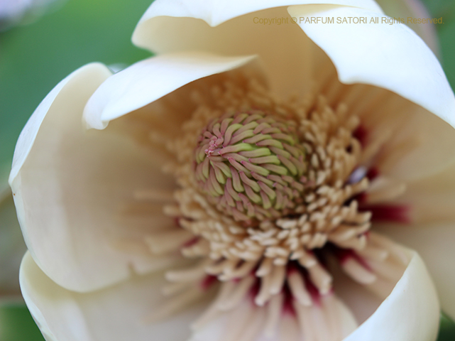 朴（ほお）の花咲く ハナヒラク／香りの記憶、心の旅② - パルファン 