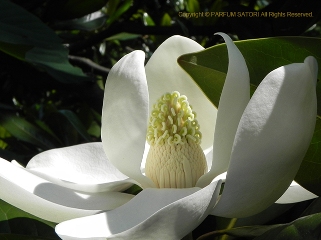 タイサンボクの大きな花