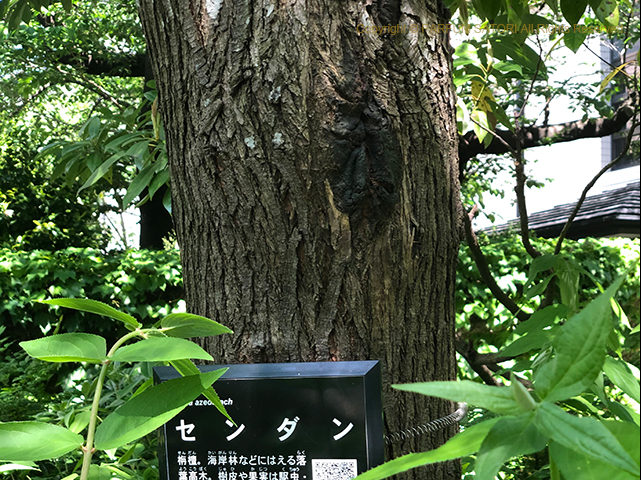 栴檀 センダン は双葉より芳 かんば し パルファン サトリの香り紀行