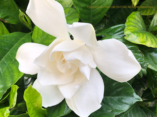 大八重くちなし gardenia - パルファン サトリの香り紀行