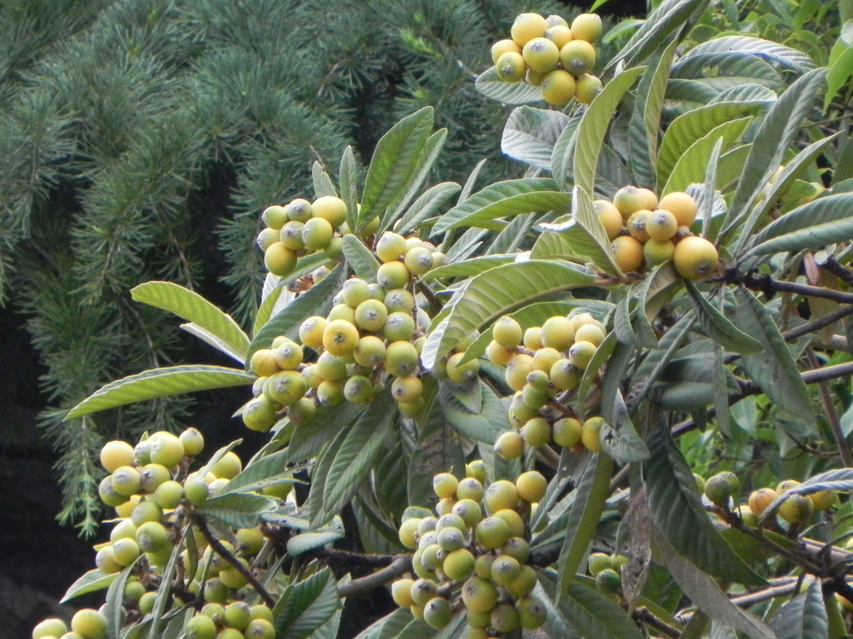 ノビヤカ-NOBIYAKA- ビワ - パルファン サトリの香り紀行