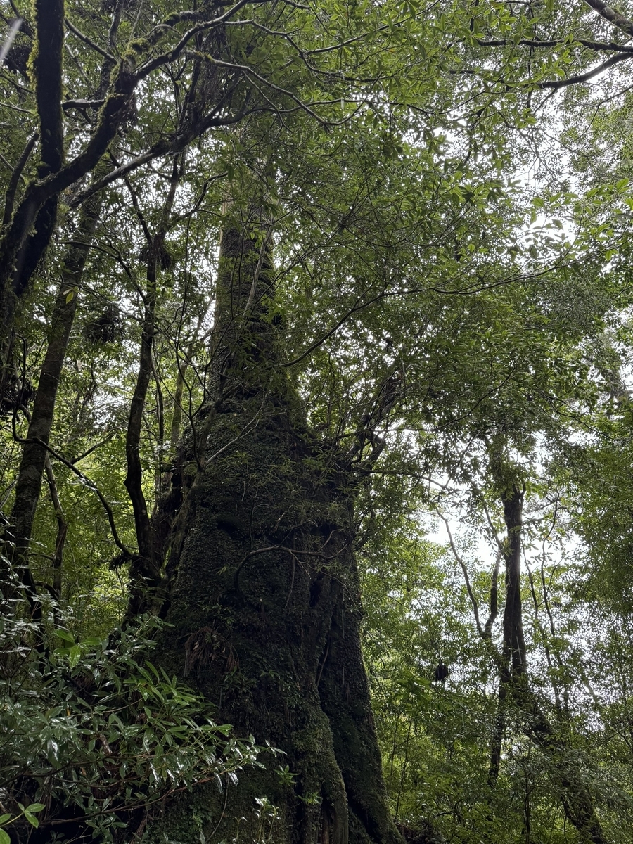 屋久島の自然をイメージした香水、パルファンサトリの苔清水