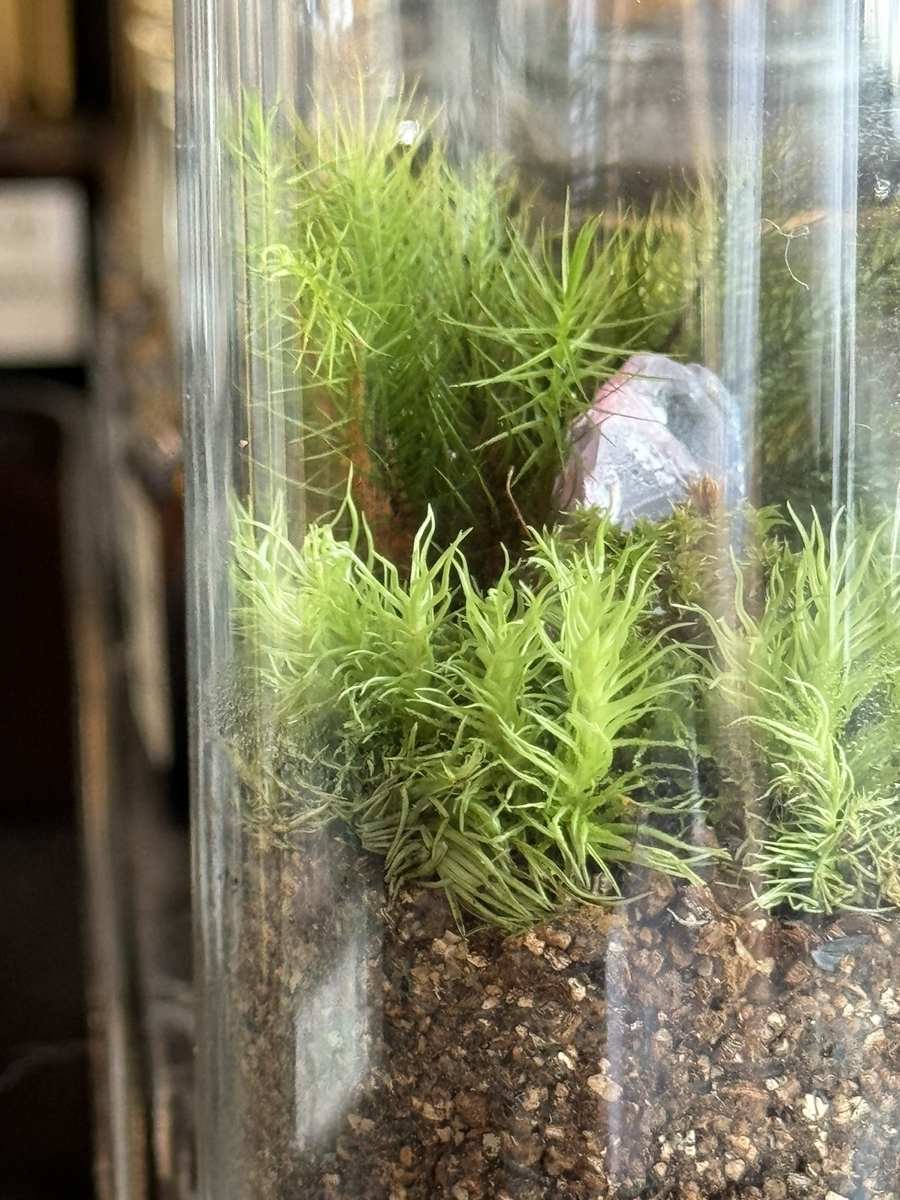 屋久島の自然をイメージした香水、パルファンサトリの苔清水
