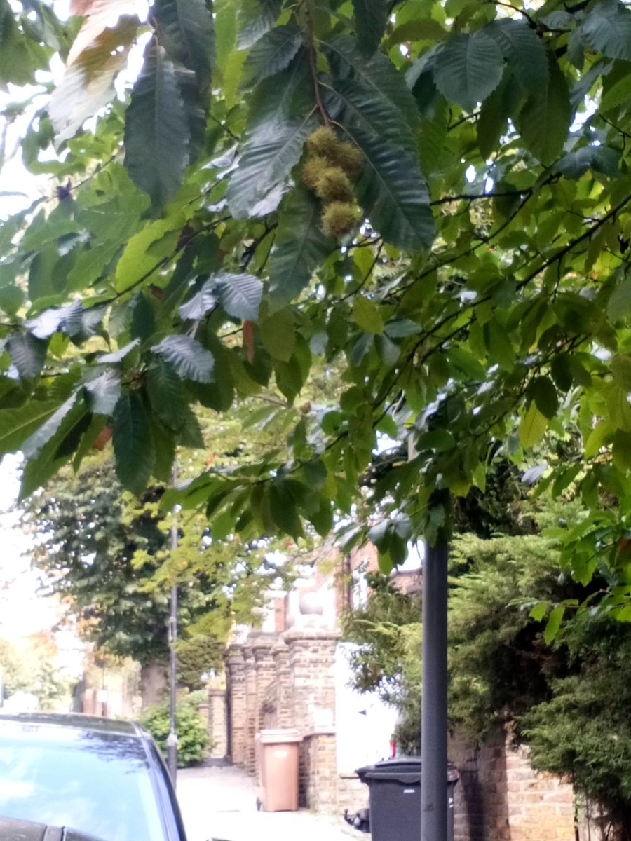 f:id:parkikour:20191014211722j:plain f:id:parkikour:20191014211722j:plain