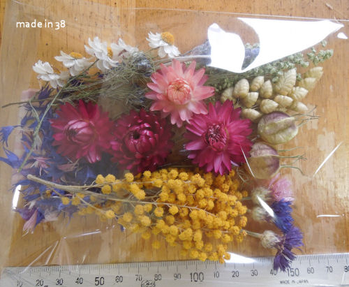 貝細工 ヘリクリサム も挿し木出来ます Madein38
