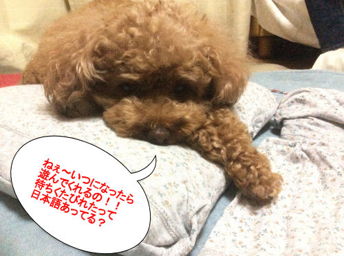 f:id:parotta:20190711155828j:plain f:id:parotta:20190711155828j:plain
