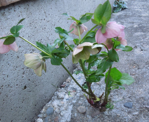 f:id:parotta:20220108205930j:plain