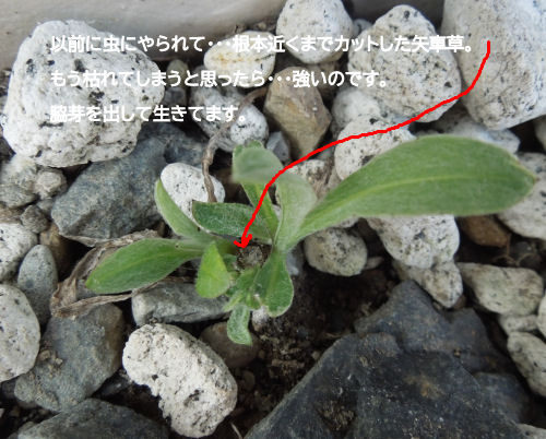 f:id:parotta:20220131112319j:plain