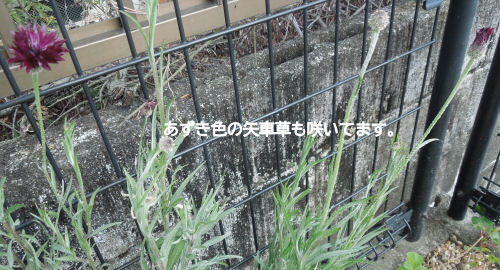 f:id:parotta:20220131112600j:plain