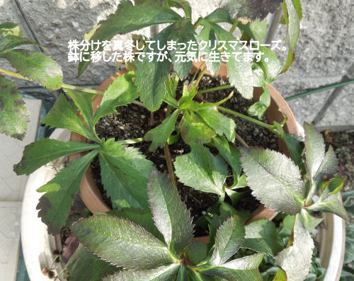 f:id:parotta:20220131112827j:plain