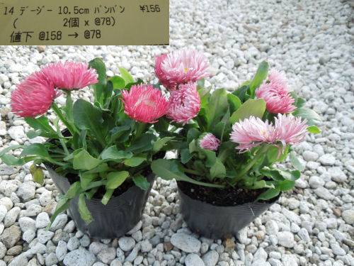 f:id:parotta:20220131113014j:plain