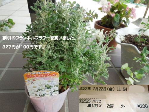 久しぶりに買った割引の苗 フランネルフラワー Madein38