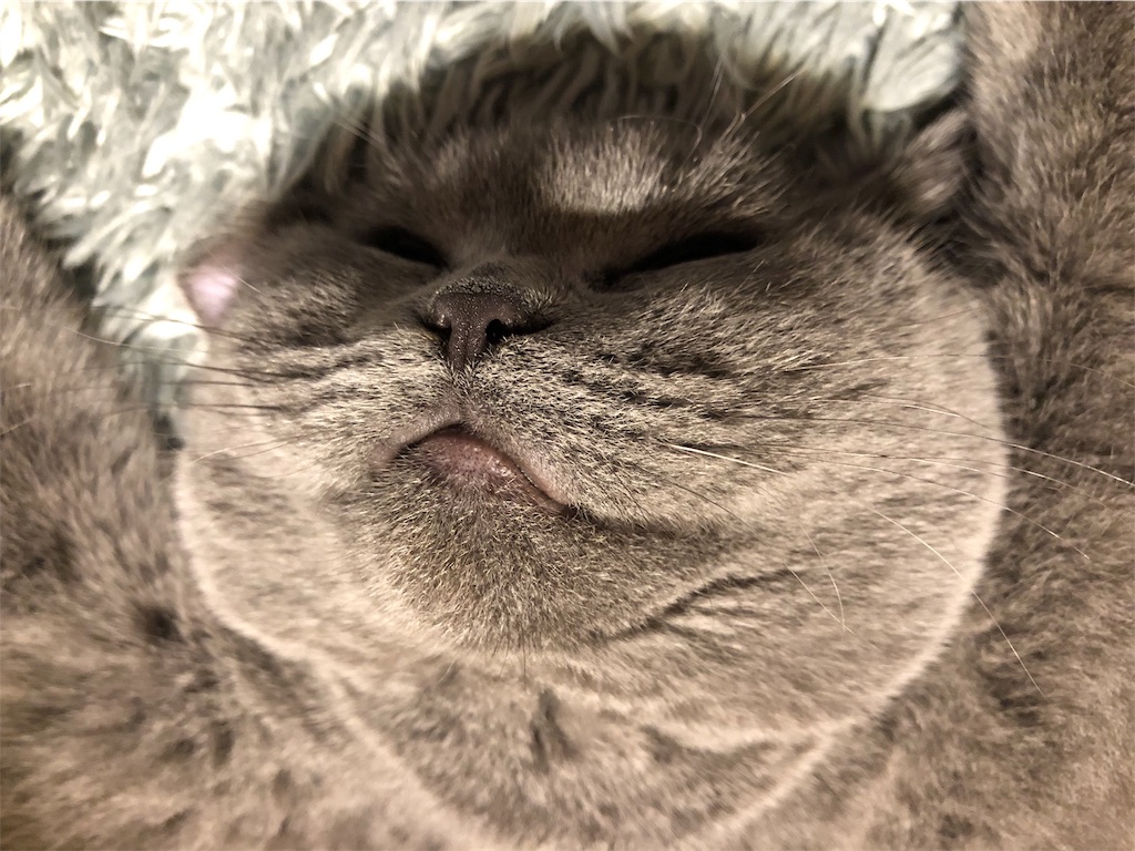 f:id:parrot624:20190121020246j:image f:id:parrot624:20190121020246j:image