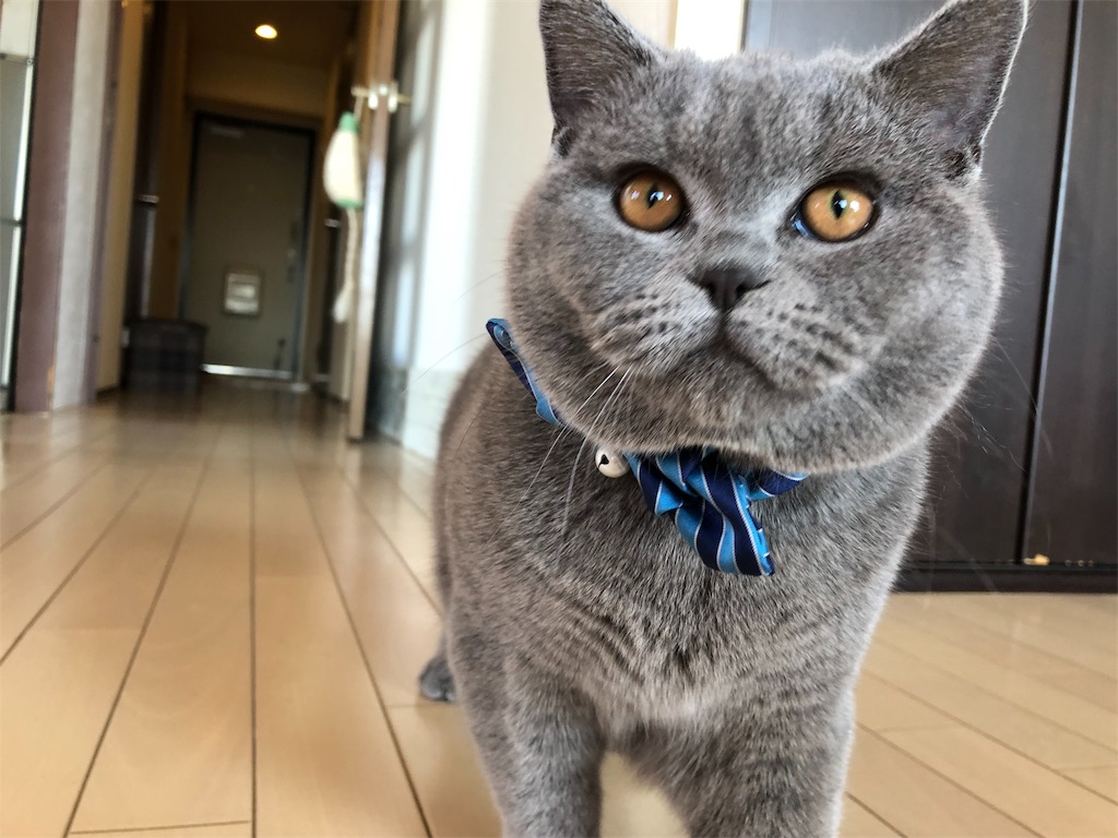 大きいグレー猫のバッグ ブリテイッシュショートヘアー Www Gigascope Net