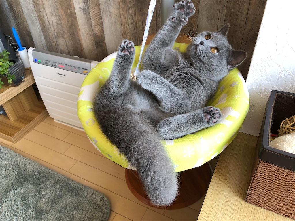 f:id:parrot624:20190327082408j:image f:id:parrot624:20190327082408j:image