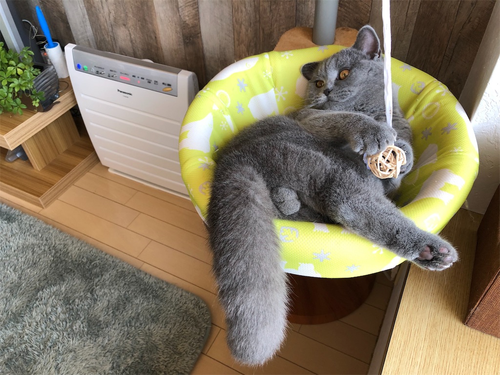 f:id:parrot624:20190327082424j:image f:id:parrot624:20190327082424j:image