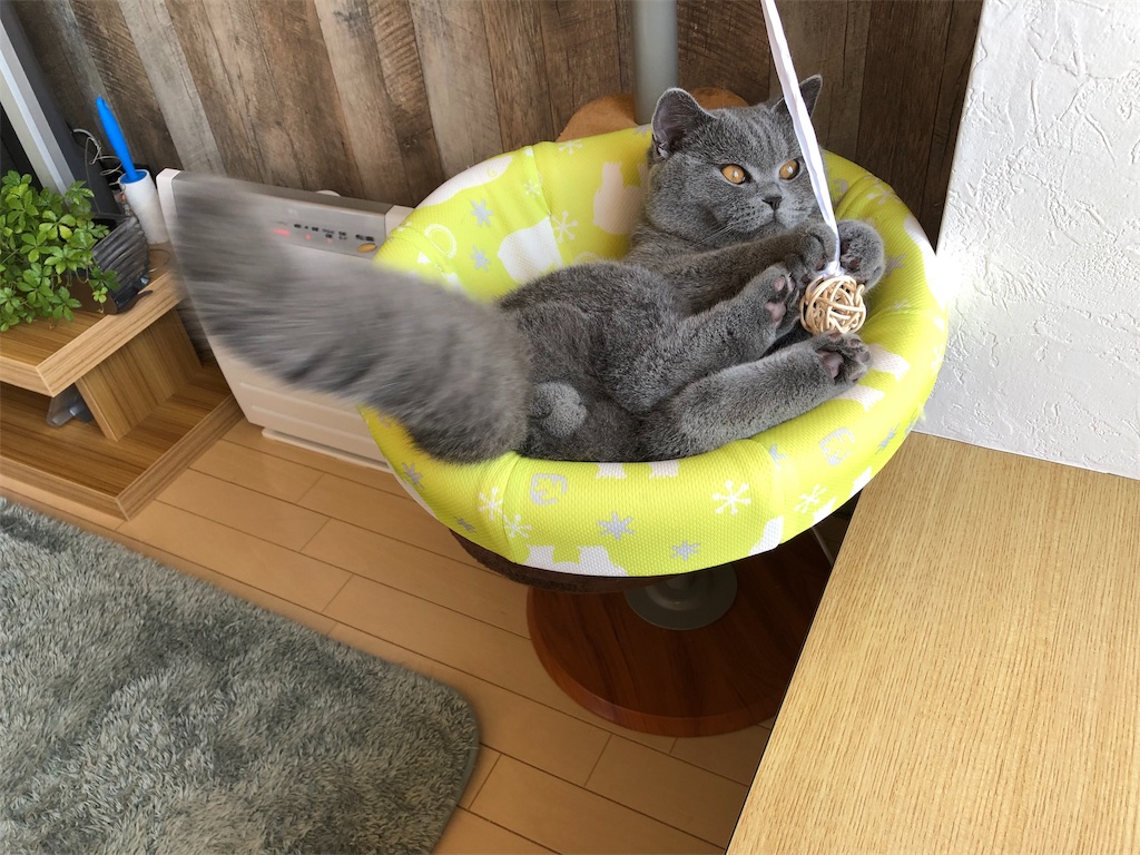 f:id:parrot624:20190327082443j:image f:id:parrot624:20190327082443j:image