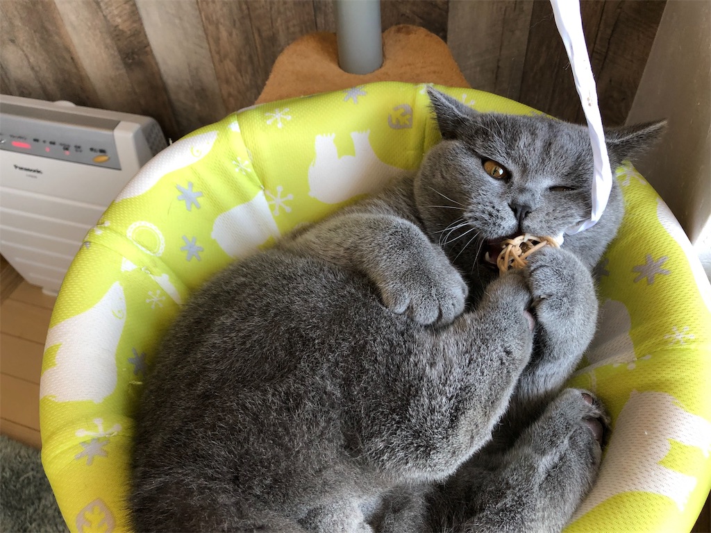 f:id:parrot624:20190327082448j:image f:id:parrot624:20190327082448j:image