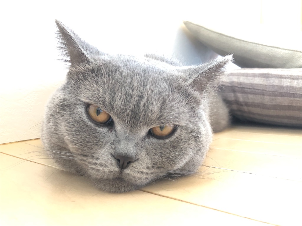 f:id:parrot624:20190522142249j:image f:id:parrot624:20190522142249j:image