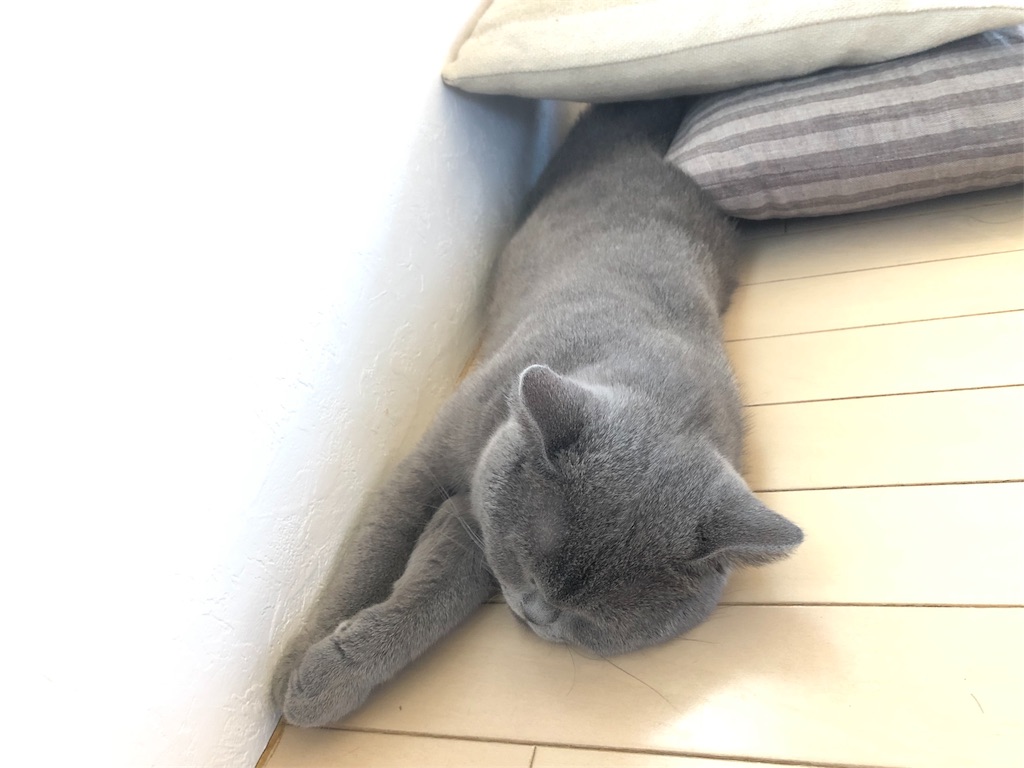 f:id:parrot624:20190522142934j:image f:id:parrot624:20190522142934j:image