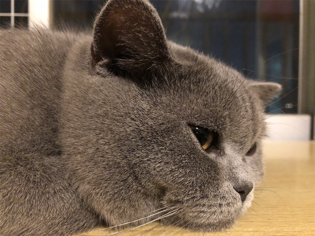 f:id:parrot624:20190527115341j:image