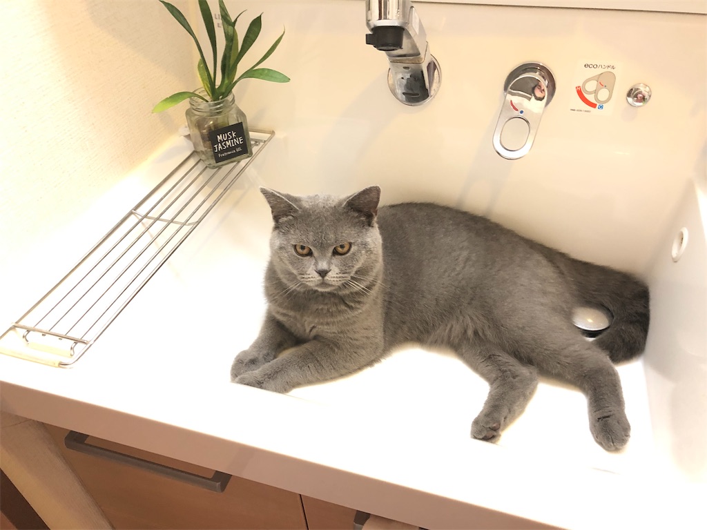 f:id:parrot624:20190527121427j:image