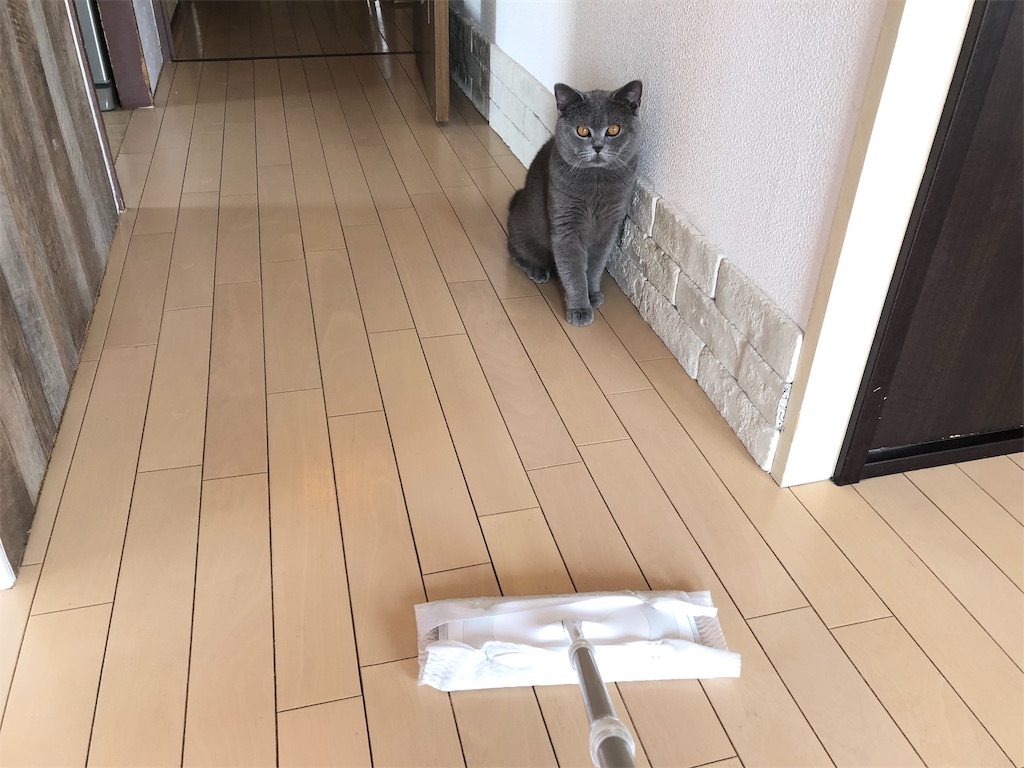 f:id:parrot624:20190528075643j:image