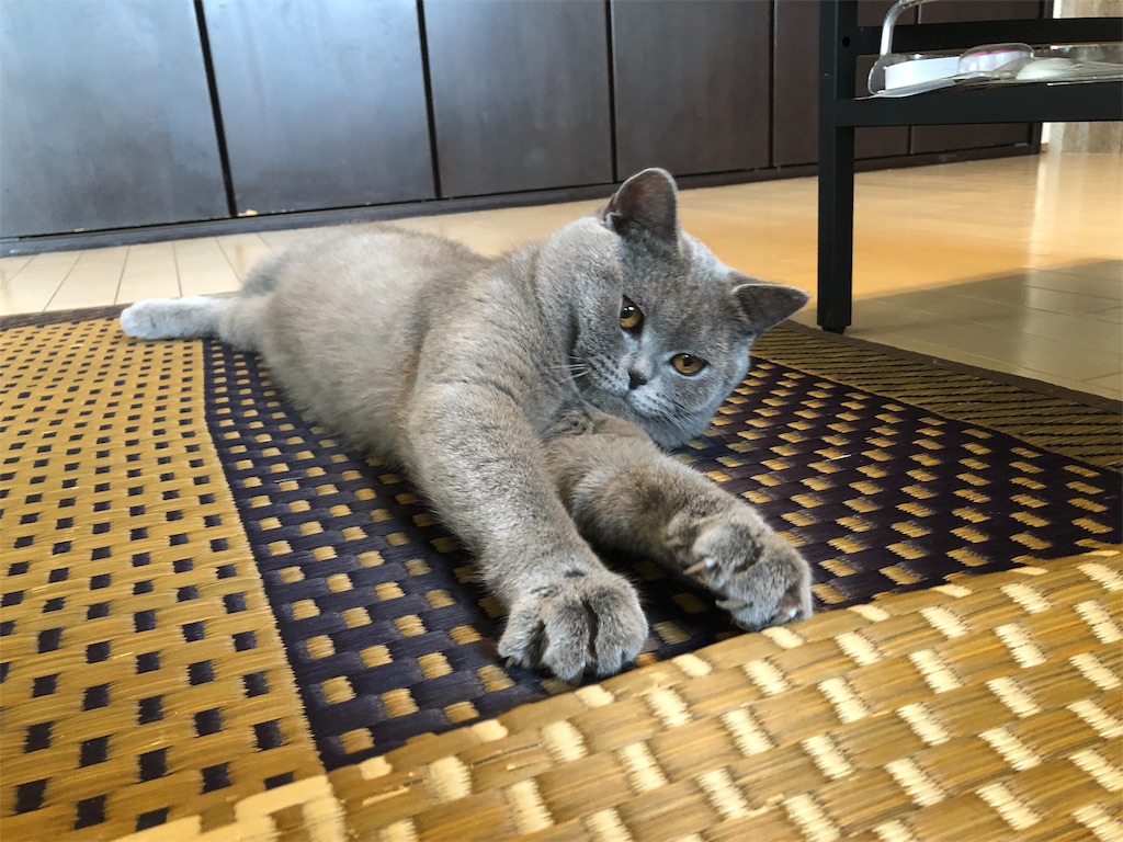 f:id:parrot624:20190528081325j:image