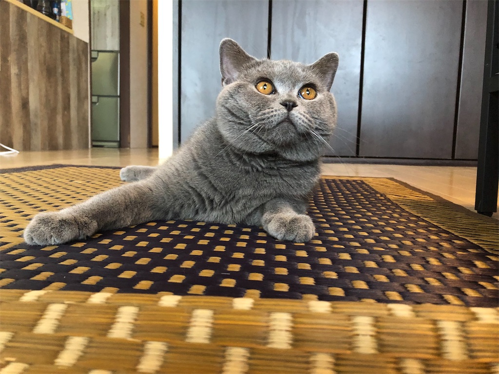 f:id:parrot624:20190528081450j:image