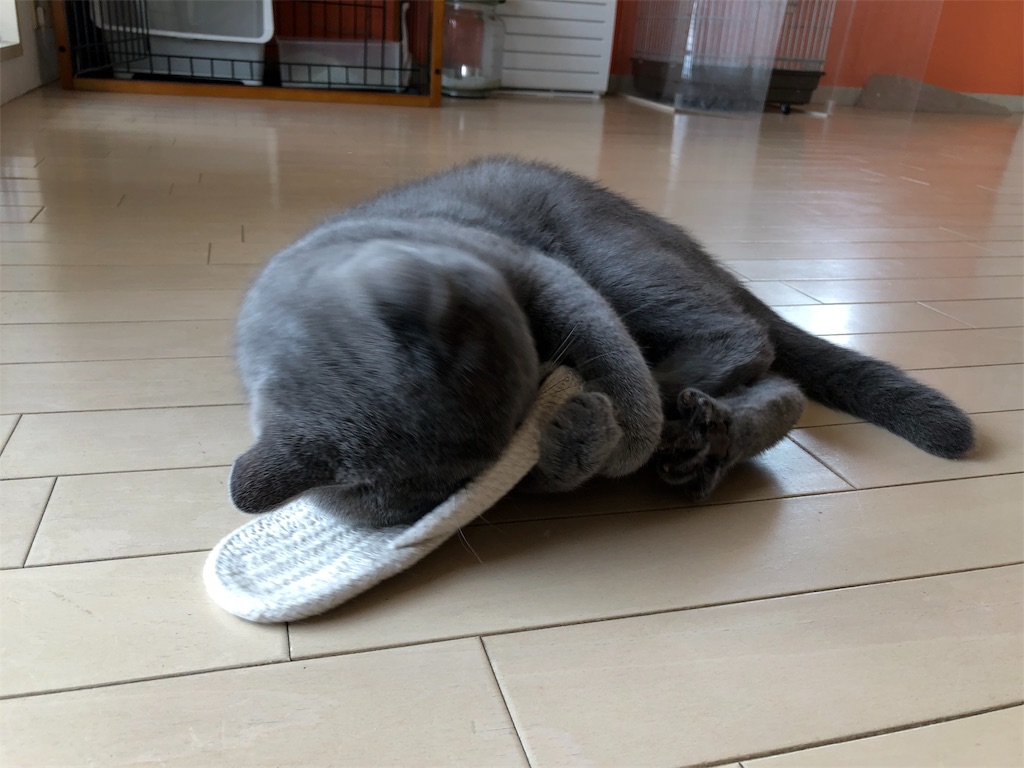 f:id:parrot624:20190529114802j:image