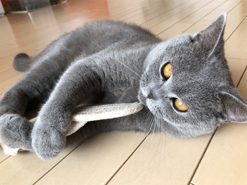 f:id:parrot624:20190529114853j:image