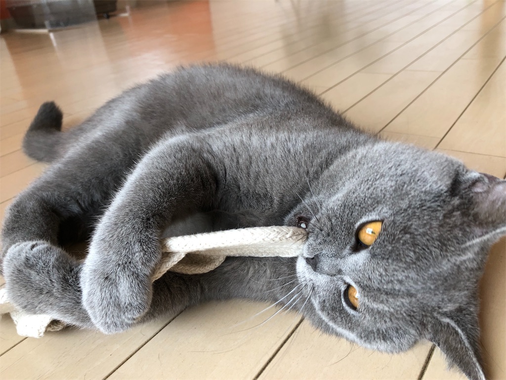 f:id:parrot624:20190529115210j:image