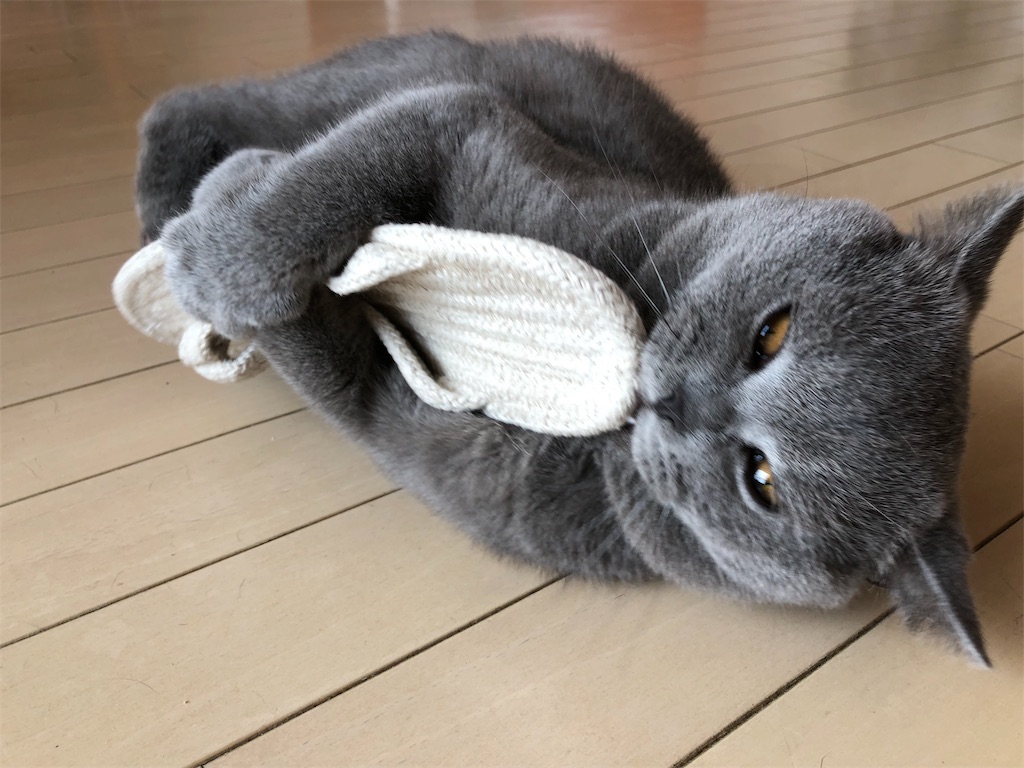 f:id:parrot624:20190529122108j:image
