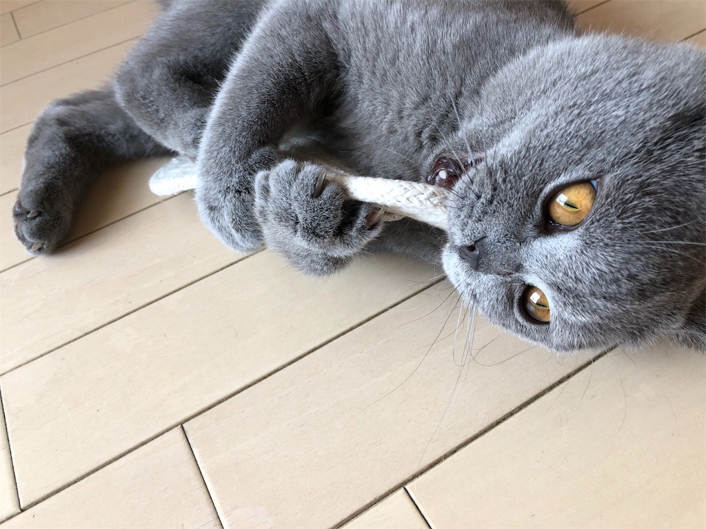 f:id:parrot624:20190529122243j:image