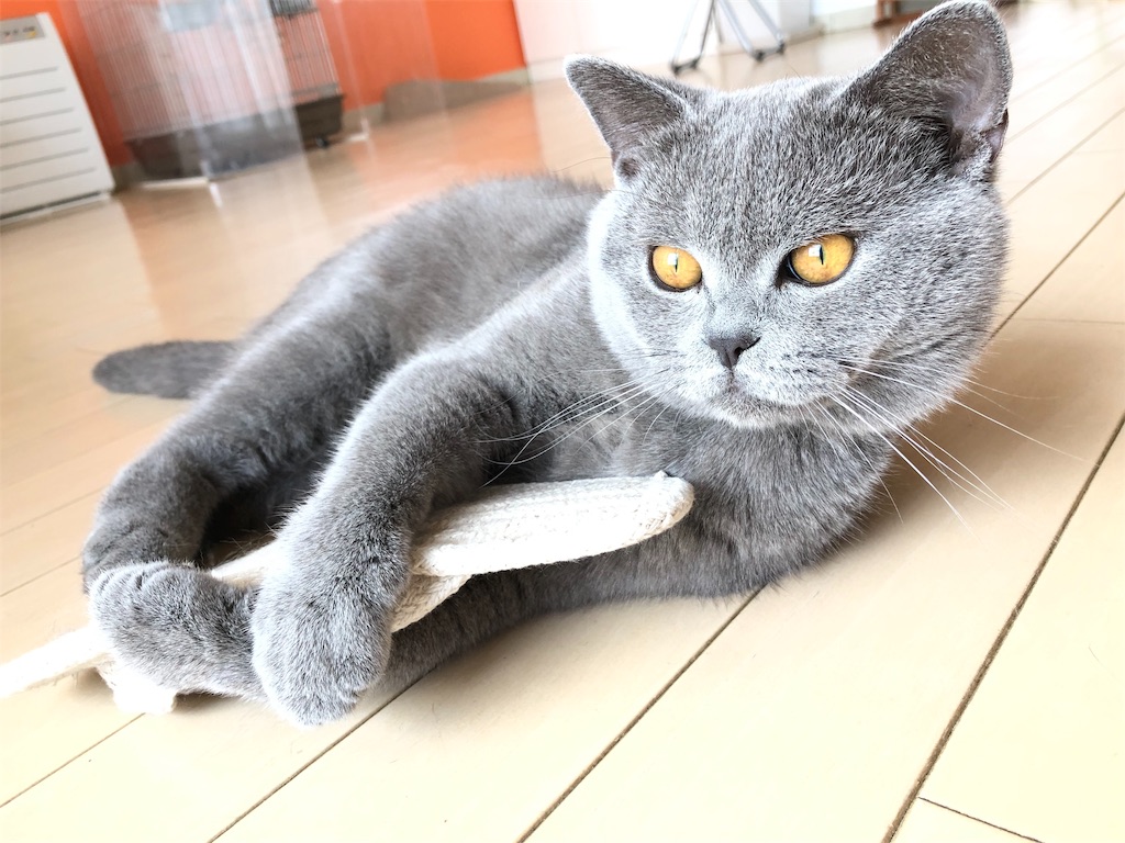 f:id:parrot624:20190529122648j:image