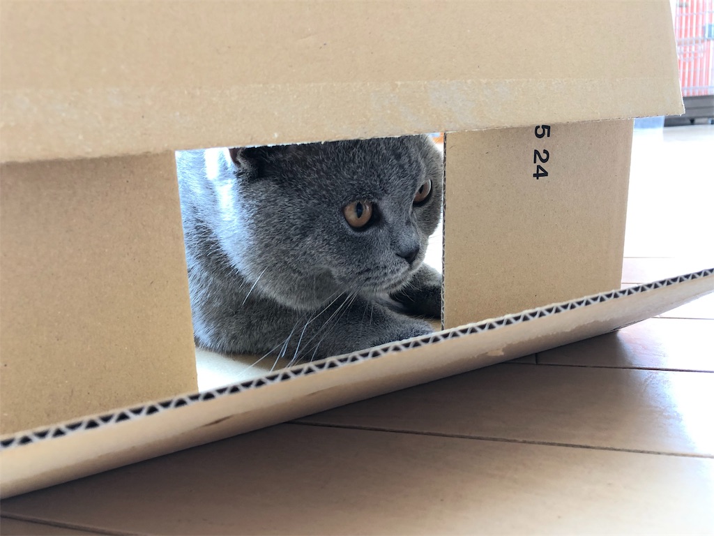 f:id:parrot624:20190530103723j:image