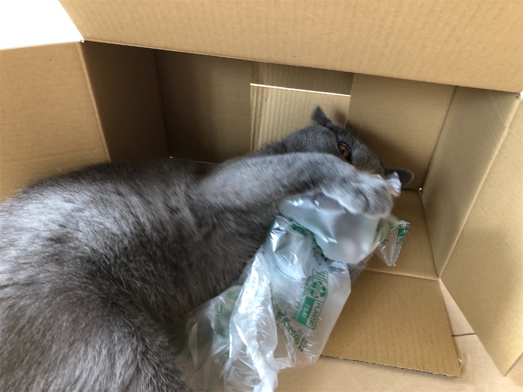 f:id:parrot624:20190530111016j:image