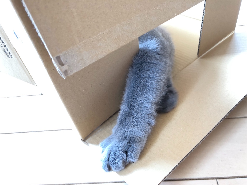 f:id:parrot624:20190530111256j:image
