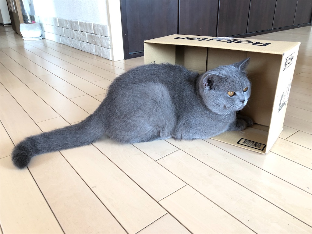 f:id:parrot624:20190530114905j:image