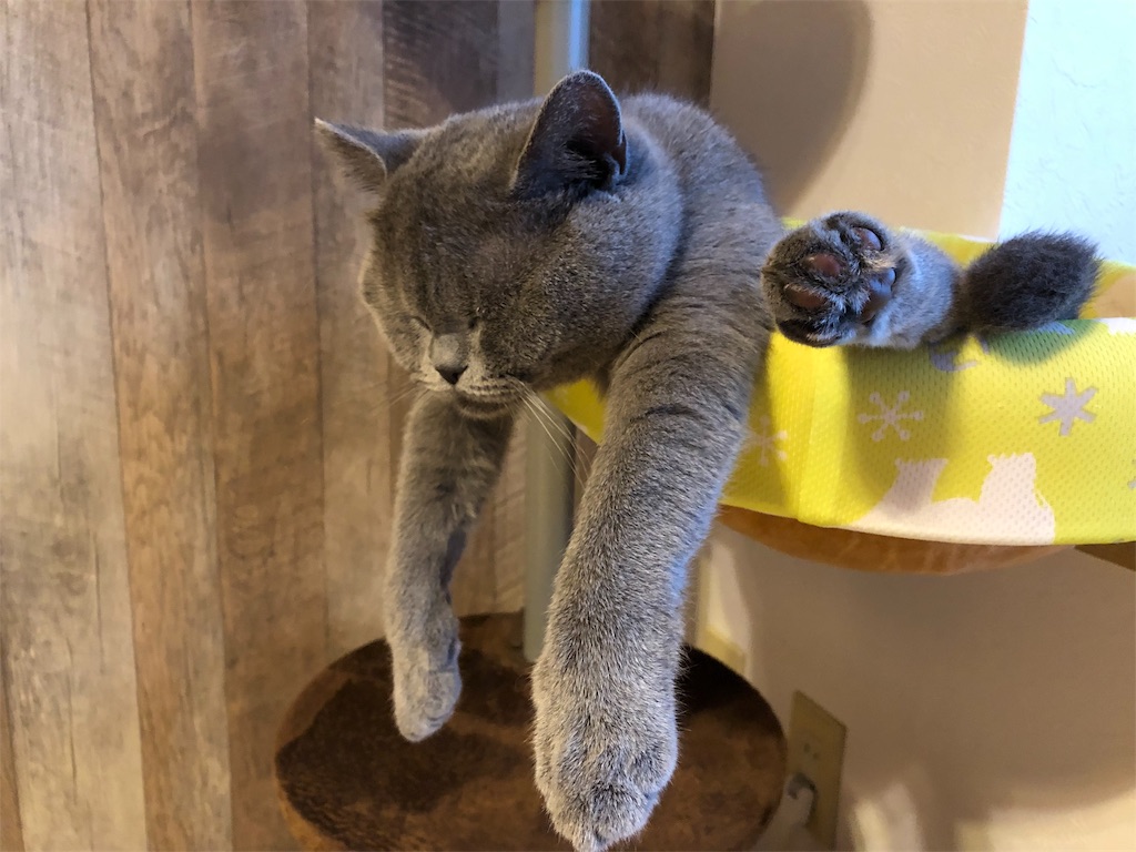 f:id:parrot624:20190530115022j:image