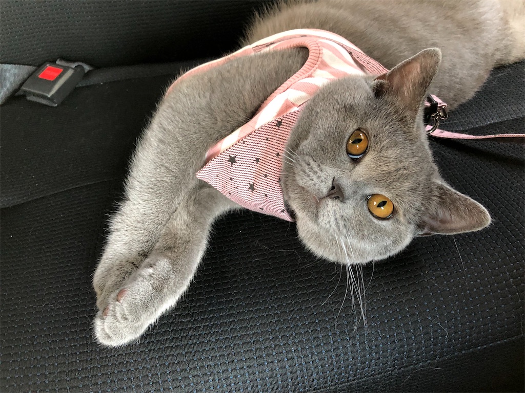 f:id:parrot624:20190530162331j:image