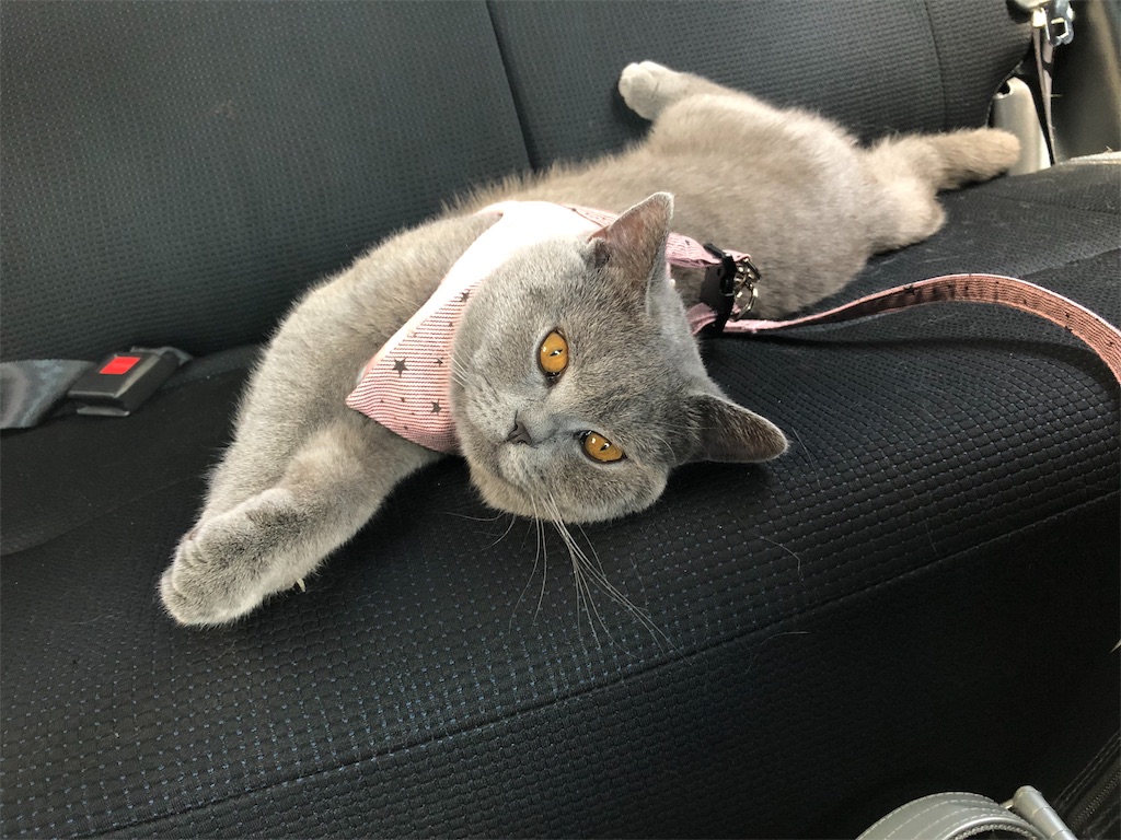 f:id:parrot624:20190530162440j:image