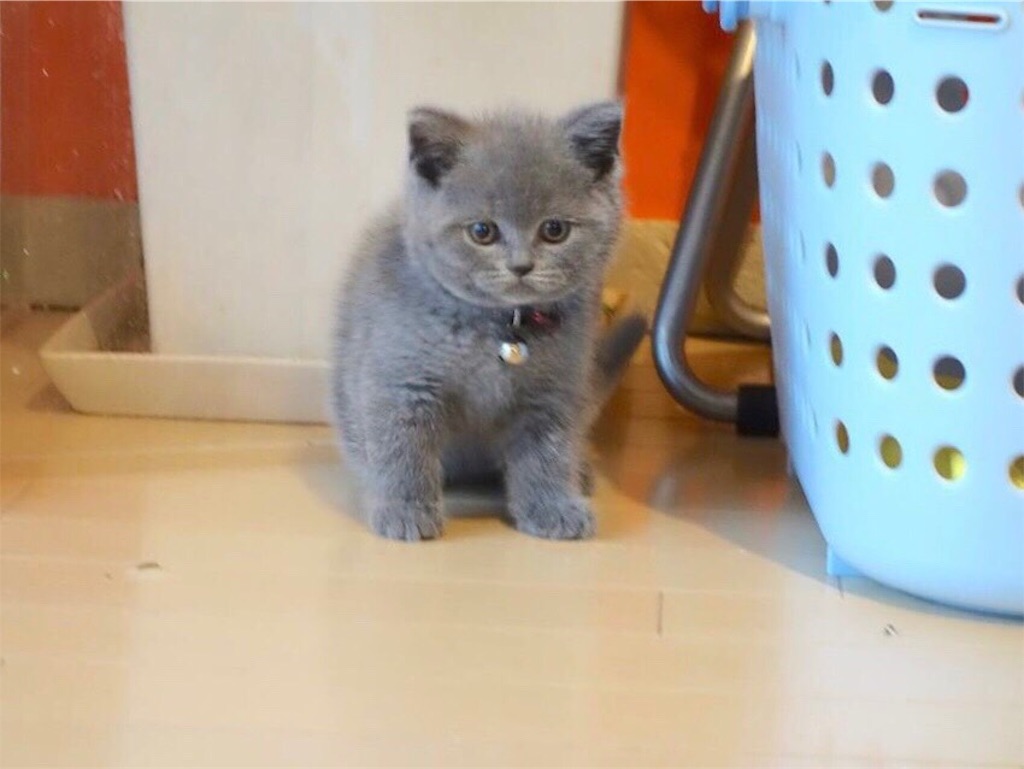 f:id:parrot624:20190530232513j:image